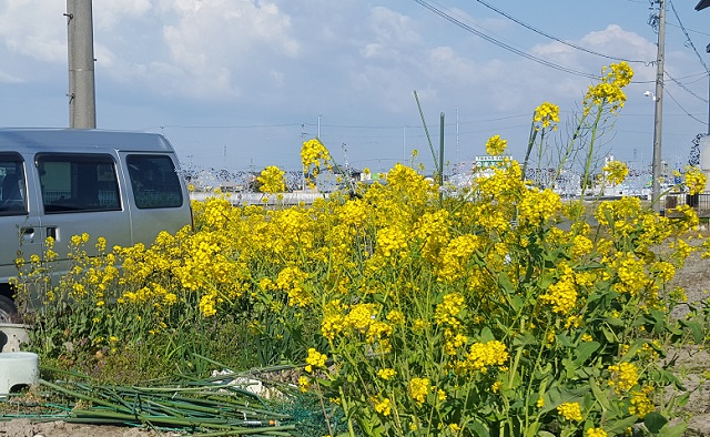 春　菜の花