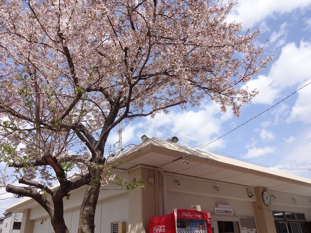 たかはた荘と桜