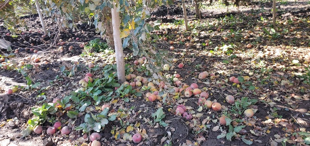 りんご畑　水害　台風被害
