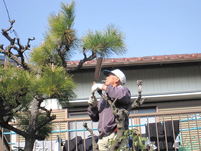 植木を剪定される利之様