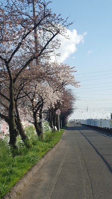 桜　　　