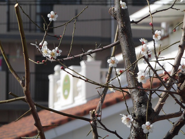 梅の木　平安会館　知多中央